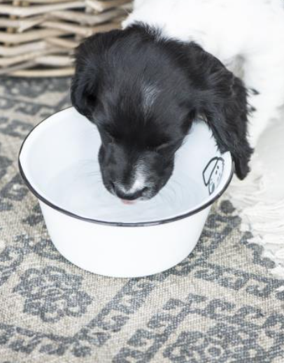 Fressnapf Hund klein Emaille - 0